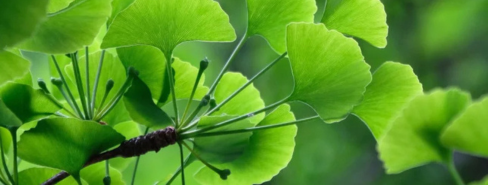 Ginkgo Biloba