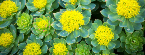 Rhodiola Rosea